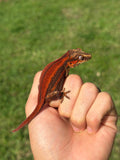 Red Striped Gargoyle Gecko (TAMPAX offspring)