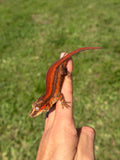 Red Striped Gargoyle Gecko (TAMPAX offspring)