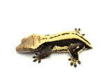 Perfect Whitewall Superstripe Crested Gecko