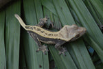 Het Superstripe Crested Gecko