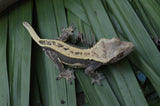 Het Superstripe Crested Gecko