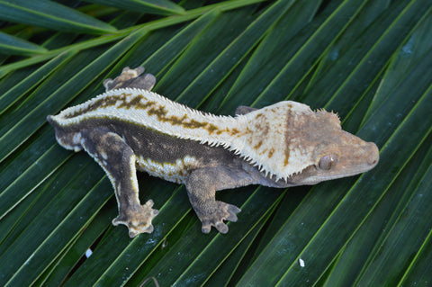 Supersripe Crested Gecko "Toes"