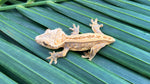 Whiteout (het?) Superstripe Crested Gecko