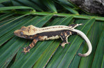 Whitewall Superstripe Crested Gecko