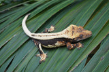 Whitewall Superstripe Crested Gecko