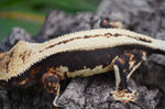 Whitewall Superstripe Crested Gecko