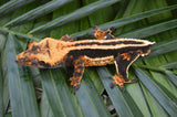 Perfect Superstripe Crested Gecko