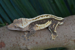 Supersripe Crested Gecko "Toes"