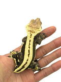 Perfect Whitewall Superstripe Crested Gecko