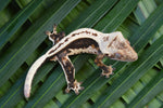 High Contrast Whitewall Superstripe Crested Gecko