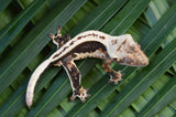 High Contrast Whitewall Superstripe Crested Gecko