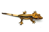 Crested Gecko on a white background