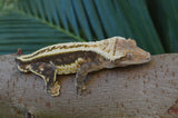 Supersripe Crested Gecko "Toes"