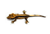 Crested Gecko on a white background