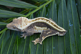 Supersripe Crested Gecko "Toes"