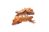Baby High End Tailless Crested Gecko Special