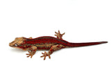 Red Striped Gargoyle Gecko (TAMPAX offspring)