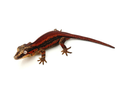 Red Striped Gargoyle Gecko (TAMPAX offspring)