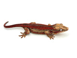 Red Striped Gargoyle Gecko (TAMPAX offspring)