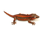 Red Striped Gargoyle Gecko (TAMPAX offspring)