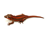 Red Striped Gargoyle Gecko (TAMPAX offspring)