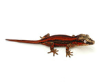Red Striped Gargoyle Gecko (TAMPAX offspring)