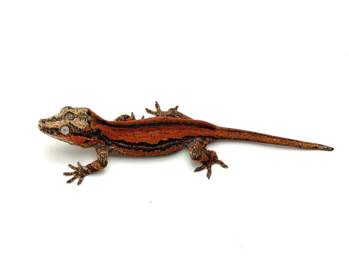 DeadPool Gargoyle Gecko for sale – TikisGeckos