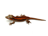 Red Super Striped Gargoyle Gecko (TAMPAX X KOALA offspring)