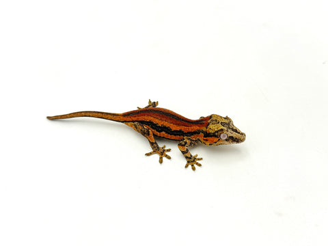Red Striped Gargoyle Gecko (TAMPAX offspring)