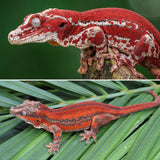 Red Super Striped Gargoyle Gecko (TAMPAX X KOALA offspring)