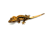 Tangerine Quadstripe Crested Gecko (Matrix offspring)
