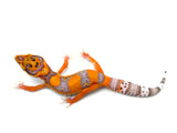Tangerine Bell Albino Leopard Gecko
