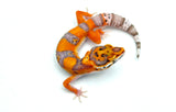 Tangerine Bell Albino Leopard Gecko