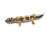 Bold Tangerine Leopard Gecko Female
