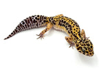 Bold Tangerine Leopard Gecko Female