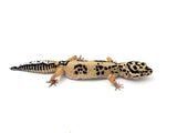 Bold Tangerine Leopard Gecko Female