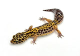 Bold Tangerine Leopard Gecko Female