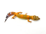 Tangerine Clown het Tremper Leopard Gecko