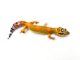 Tangerine Clown het Tremper Leopard Gecko