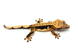 Tangerine Whitewall Pinstripe Crested Gecko (Flo-Rida offspring)