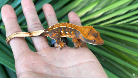 Tricolor Harlequin Pinstripe Crested Gecko (Tangerine Line)