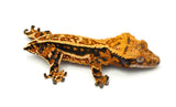 Tangerine Quadstripe Crested Gecko (Matrix offspring)