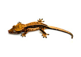Tangerine Quadstripe Whiteout Crested Gecko (Solar Flare offspring)