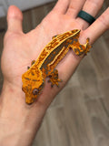 Tangerine Quadstripe Crested Gecko (Matrix offspring)