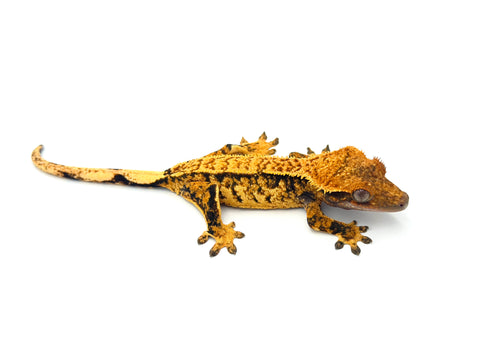 Tangerine Extreme Harlequin Whitewall Pinstripe Crested Gecko