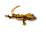 Tangerine Quadstripe Crested Gecko (Matrix offspring)