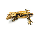 Tangerine Harley Pinstripe Crested Gecko (Onyx offspring)