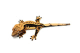 Tangerine Whitewall Pinstripe Crested Gecko (Flo-Rida offspring)
