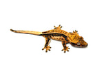 Tangerine Quadstripe Whiteout Crested Gecko (Solar Flare offspring)