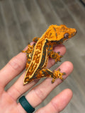 Tangerine Quadstripe Crested Gecko (Matrix offspring)